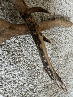 driftwood2.webp