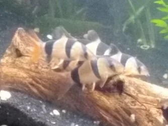 Clown Loaches 52420.webp