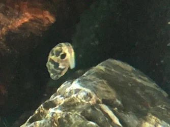 puffer4.webp