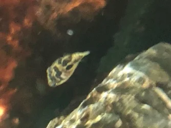 puffer3.webp