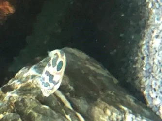 puffer2.webp