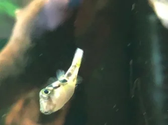 puffer1.webp