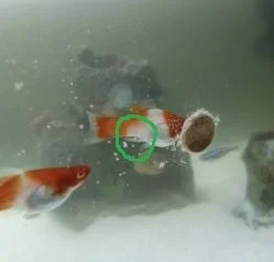 Platy.webp Platy.webp