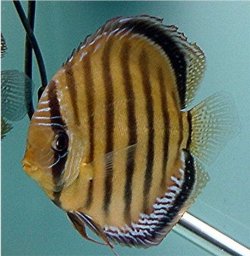 Symphysodon aequifasciatus Wild 'skinny' LatB.jpg