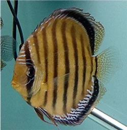 Symphysodon aequifasciatus Wild 'skinny' LatB.webp