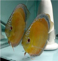 Symphysodon aequifasciatus Wild Cuipeua Red OLucanus Pair.webp