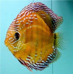 Symphysodon aequifasciatus Wild Large LatB.jpg