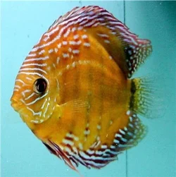 Symphysodon aequifasciatus Wild Large LatB.webp