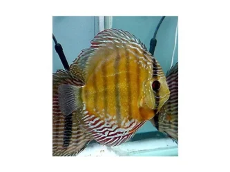 Symphysodon aequifasciatus Wild Lat.webp