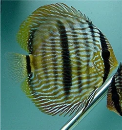 Symphysodon discus Wild Heckel Lat.webp