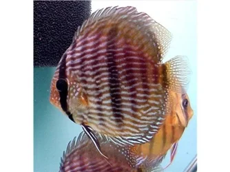 Symphysodon discus Wild Heckel LatB.webp