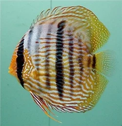 Symphysodon discus Wild Nhamunda Heckel LatB.webp