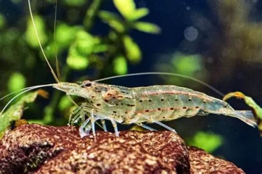 amano.webp