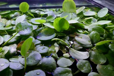 Frogbit in main tank.webp