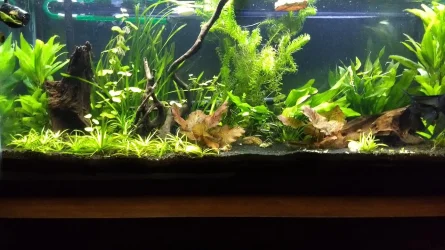 Planted 55g.webp Planted 55g.webp