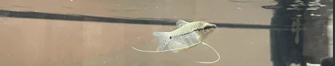 gourami 2.webp