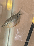 gourami 1.PNG