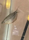 gourami 1.webp