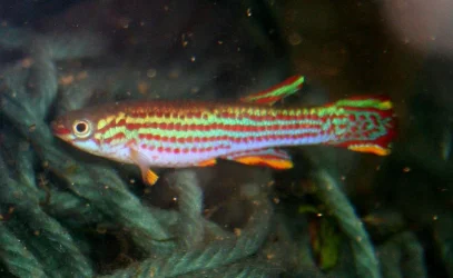 A. striatum 1.webp
