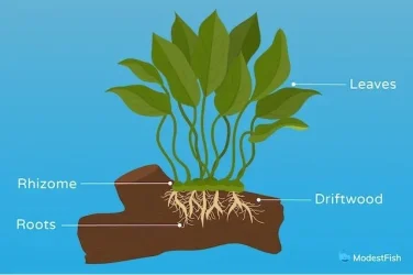 Anubias-01 (1).webp