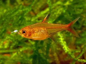 Hyphessobrycon amandae4.webp