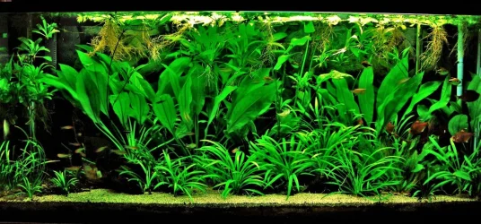 115g Aug 29-13 (1).webp