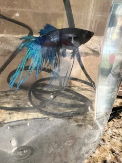 Peacock 1.webp