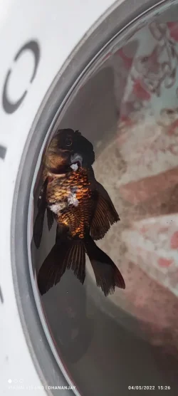 Oranda.webp
