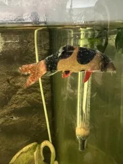 clown loach.webp