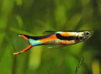 image_2022-06-01_135246581.webp