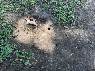 Holes.webp