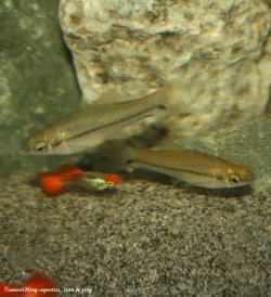 xiphophorus signum 041a.webp