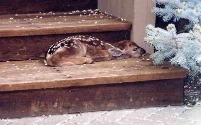 fawn.webp