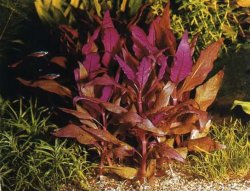 alternanthera_rosaefolia.jpg
