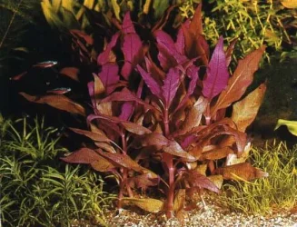 alternanthera_rosaefolia.webp
