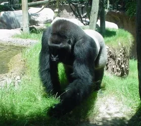 zoo2.webp