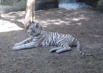 zoo4.webp