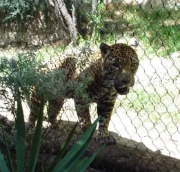 zoo7.webp