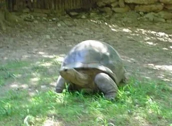 zoo04.webp