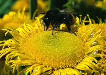 bee.webp