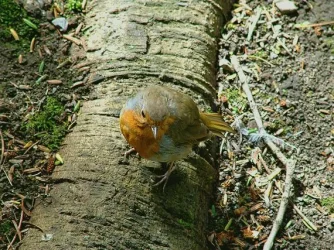 robin.webp