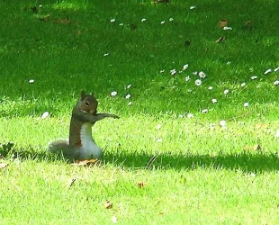 squirrel2.webp