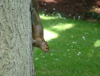squirrel.webp