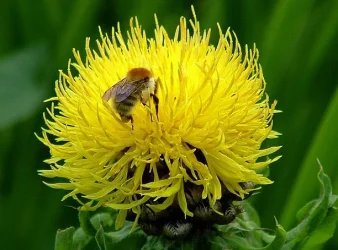 bee2.webp