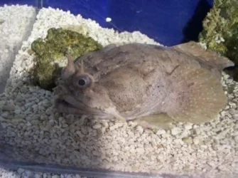 frogfish.webp