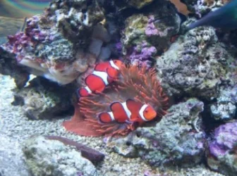 nemo.webp