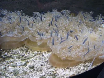 jellies.webp