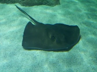 ray.webp