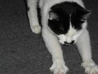 Stan_Stretching.webp