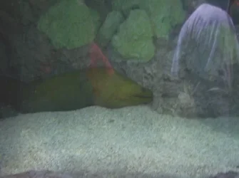 eel.webp